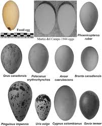 Attēlu rezultāti vaicājumam “Grus grus eggs”