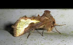 Attēlu rezultāti vaicājumam “Diachrysia tutti”