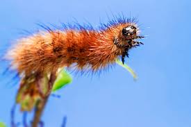 Attēlu rezultāti vaicājumam “Phragmatobia fuliginosa larva”