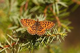 Attēlu rezultāti vaicājumam “Boloria dia upperside”