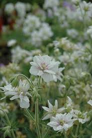Image result for Geranium pratense