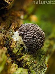 Attēlu rezultāti vaicājumam “Tubifera sp.”