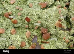 Attēlu rezultāti vaicājumam “Baeomyces rufus”