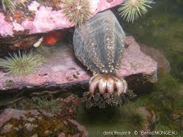 Image result for Cucumaria frondosa