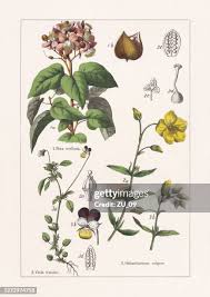 Attēlu rezultāti vaicājumam “Cistaceae”