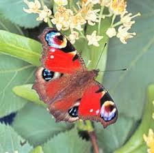 Attēlu rezultāti vaicājumam “Inachis io underside”