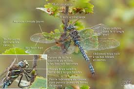 Attēlu rezultāti vaicājumam “Aeshna juncea”