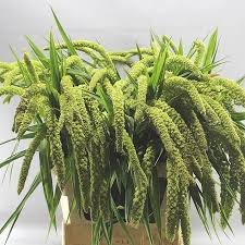 Attēlu rezultāti vaicājumam “Setaria italica”