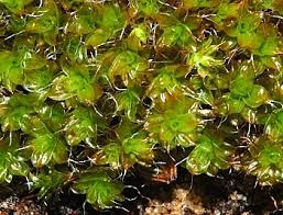 Attēlu rezultāti vaicājumam “Tortula truncata”