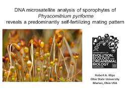 Attēlu rezultāti vaicājumam “Tortula truncata sporophyte”