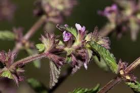 Attēlu rezultāti vaicājumam “Stachys palustris fruit”