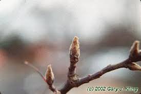 Attēlu rezultāti vaicājumam “Pyrus communis bud”