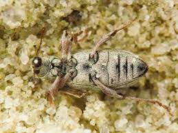 Attēlu rezultāti vaicājumam “Polydrusus tereticollis”