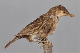 Image result for Zoothera sibirica