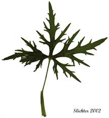 Attēlu rezultāti vaicājumam “Ranunculus acris leaf”