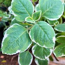Image result for Oregano