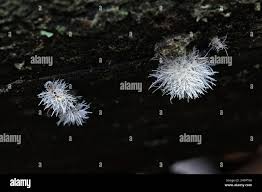 Attēlu rezultāti vaicājumam “Tilachlidium brachiatum”