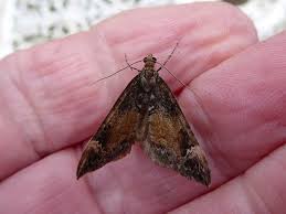 Attēlu rezultāti vaicājumam “Dysstroma truncata”