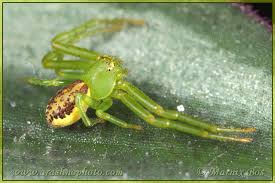 Attēlu rezultāti vaicājumam “Diaea dorsata”