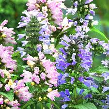 Image result for Katzenminze