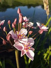 Attēlu rezultāti vaicājumam “Butomus umbellatus”