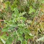 Attēlu rezultāti vaicājumam “Arctium tomentosum fruit”