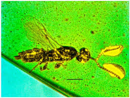 Attēlu rezultāti vaicājumam “Badhamia affinis var. microspora macro”
