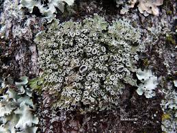 Attēlu rezultāti vaicājumam “Physconia distorta”