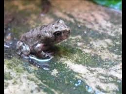 Attēlu rezultāti vaicājumam “Pseudepidalea viridis adult”