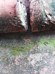 Attēlu rezultāti vaicājumam “Tortula subulata sporophyte”