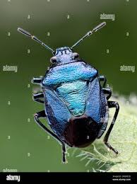 Attēlu rezultāti vaicājumam “Zicrona caerulea”