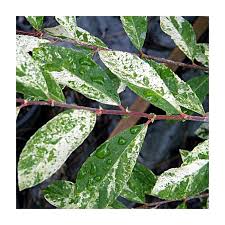 Attēlu rezultāti vaicājumam “Salix cinerea”