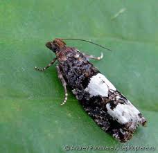 Attēlu rezultāti vaicājumam “Epinotia trigonella”