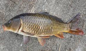 Image result for Cyprinus rubrofuscus