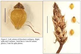 Attēlu rezultāti vaicājumam “Eleocharis uniglumis fruit”