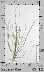 Attēlu rezultāti vaicājumam “Stuckenia filiformis”