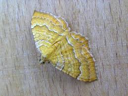 Attēlu rezultāti vaicājumam “Camptogramma bilineata”