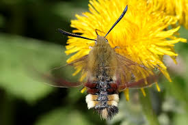 Attēlu rezultāti vaicājumam “Hemaris fuciformis”
