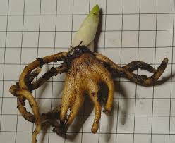 Attēlu rezultāti vaicājumam “Dactylorhiza fuchsii bud”