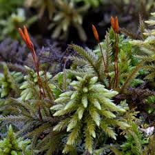 Attēlu rezultāti vaicājumam “Climacium dendroides sporophyte”