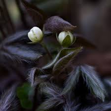 Attēlu rezultāti vaicājumam “Hepatica nobilis bud”