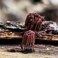 Attēlu rezultāti vaicājumam “Stemonitis sp.”