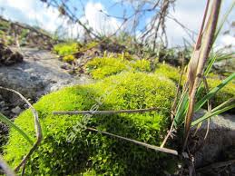 Attēlu rezultāti vaicājumam “Syntrichia virescens”