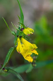 Attēlu rezultāti vaicājumam “Melampyrum pratense leaf”