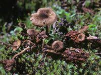 Attēlu rezultāti vaicājumam “Inocybe lanuginosa”