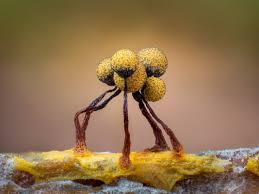 Attēlu rezultāti vaicājumam “Physarum bitectum macro”