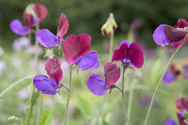 Image result for Lathyrus odoratus