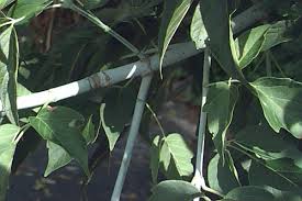 Attēlu rezultāti vaicājumam “Acer negundo leaf”