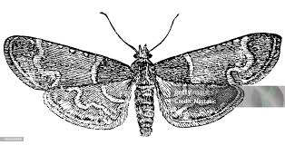 Attēlu rezultāti vaicājumam “Pyralis farinalis”