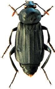 Attēlu rezultāti vaicājumam “Necrodes littoralis”